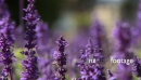 Lavender 1 1174
